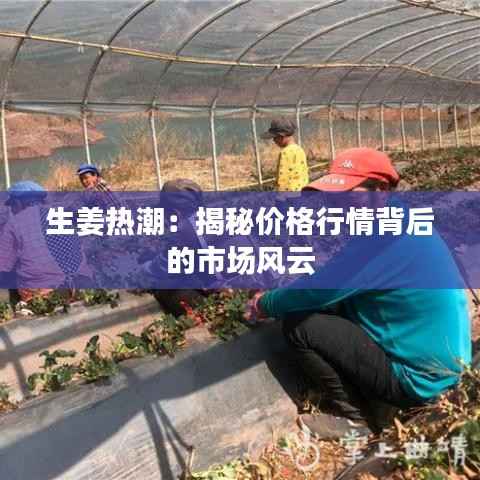 生姜热潮:揭秘价格行情背后的市场风云