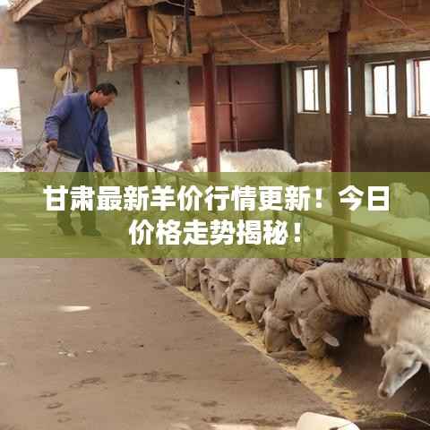 甘肃最新羊价行情更新!今日价格走势揭秘!