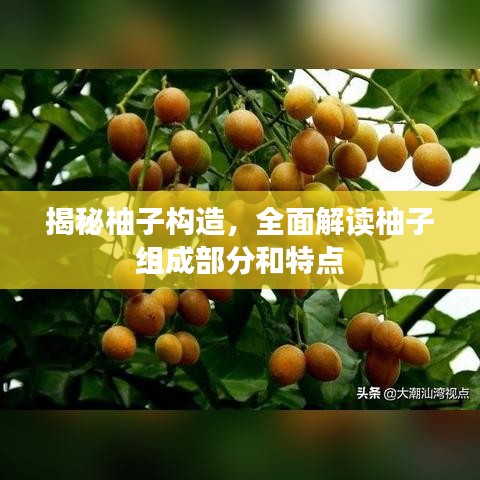 揭秘柚子构造,全面解读柚子组成部分和特点