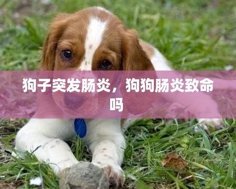 狗子突发肠炎，狗狗肠炎致命吗 