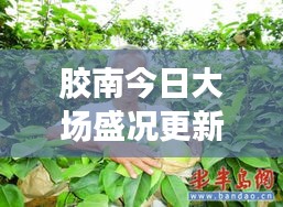 胶南今日大场盛况更新，最新动态一网打尽